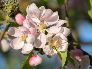 Obraz premium Close-up of white and pink apple tree blossoms in warm evening sunlight