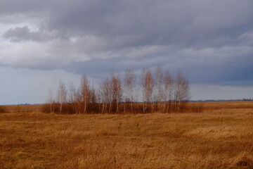 Small birch grove among yellow autumn grasses. Dramatic evening sky above the ground. Bright autumn landscape. Attractive nature.