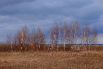 Small birch grove among yellow autumn grasses. Dramatic evening sky above the ground. Bright autumn landscape. Attractive nature.