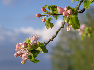 Close-up of branch of apple tree with white and pink blossoms against background of cloudy blue sky in warm evening sunlight