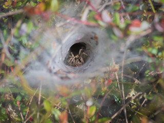 Funnel-web spider in his tunnel in the grass