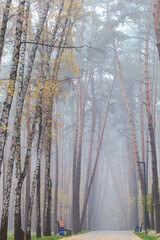 morning fog in the autumn forest