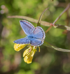 Closeup of Idas blue or northern blue butterfly on yellow flower of common cow-wheat