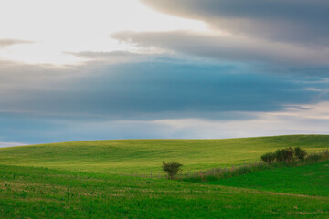The meadow