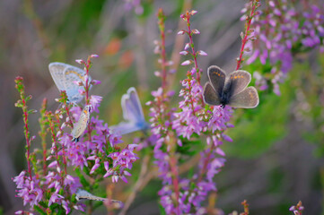 Closeup of several Idas blue or northern blue butterflies on the flowering purple common heather bush
