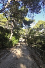 I sentieri nella pineta Tremiti