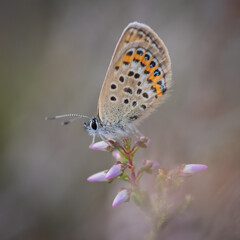 Fototapeta na wymiar Closeup of the Idas blue or northern blue butterfly sitting on the flowering purple common heather twig