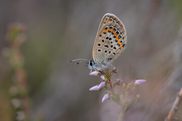 Closeup of the Idas blue or northern blue butterfly sitting on the flowering purple common heather twig