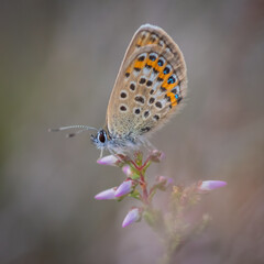 Fototapeta na wymiar Closeup of the Idas blue or northern blue butterfly sitting on the flowering purple common heather twig