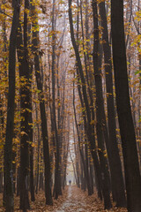 Obraz premium morning fog in the autumn forest