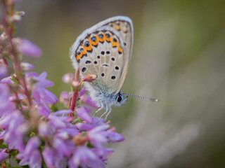 Closeup of the Idas blue or northern blue butterfly sitting on the flowering purple common heather bush