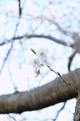 Close up of cherry blossoms in spring