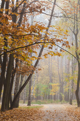 morning fog in the autumn forest