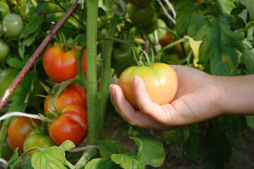 Kid's hand picking tomato in the grandmother's garden, autumn harvesting work.