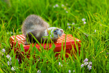 pet ferret on the grass in the summer in the Park