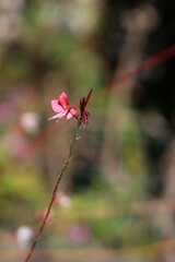 Gaura lindheimeri