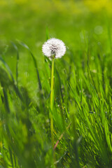 beatiful close up dandelion on the green background