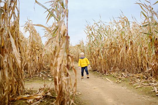 Preschooler child walking among the dried corn stalks in a corn maze.