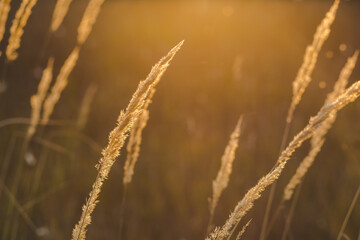 Fototapeta premium close up spikelets on the field with the sunset lights