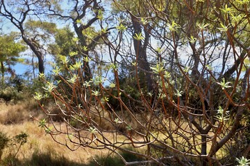 Euphorbia dendroides