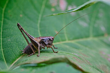 Gemeine Strauchschrecke ( Pholidoptera griseoaptera ).