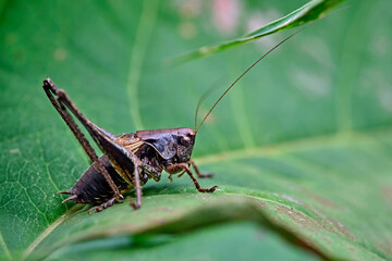 Gemeine Strauchschrecke ( Pholidoptera griseoaptera ).