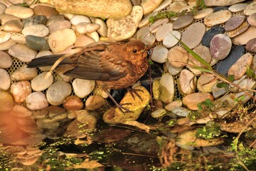juvenile blackbird, Turdus merula, anxiously sitting at pond edge in evening sunshine