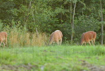Obraz na płótnie Canvas Deer hind coming out of a meadow to graze in the early evening