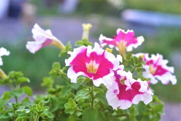pink and white flowers