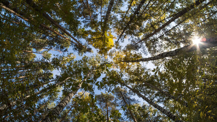 Fototapete bei efototapeten.de bestellen   