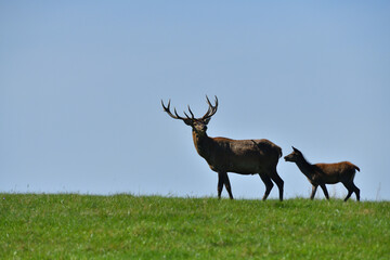 Deer stag with antlers on the horizon of the meadow during the rut