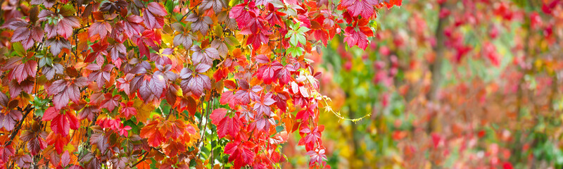 Panorama of colorful red leaves of Virginia creeper or Parthenocissus quinquefolia. Vine plant in...