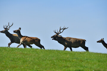 Deer stag with antlers on the horizon of the meadow during the rut
