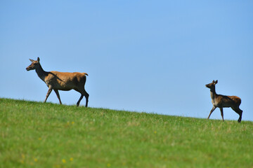 Fly insects flying around the fur of deer on a pasture meadow