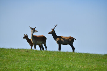 Deer stag with antlers on the horizon of the meadow during the rut