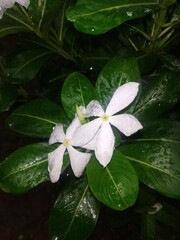 water drops on a flower