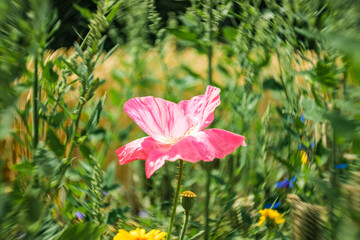 Fototapeta premium Bright gossip poppy