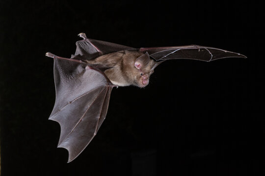 Greater Horseshoe Bat Hunting Darkness