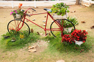Fototapeta na wymiar Old red classic vintage retro bicycle exterior decoration furniture of garden outdoor and flowers for travelers travel visit rest relax at cafe coffee shop at Pai city hill in Mae Hong Son, Thailand