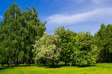 sky clouds and trees blooming Apple tree spring
