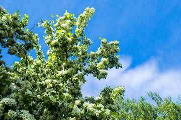 sky clouds and trees blooming Apple tree spring