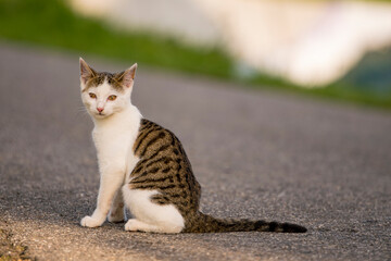 Naklejka na ściany i meble cross-eyed cat sits on the street and looks into the camera