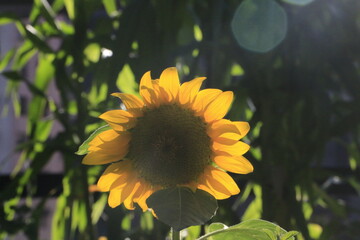 sunflower in the field