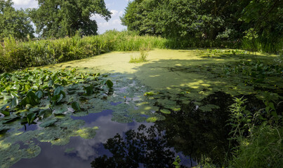 Summer pond 