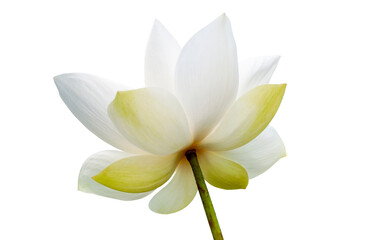White Lotus flower isolated on white background. File contains with clipping path so easy to work.