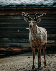 Hirsch vor Holzhütte.