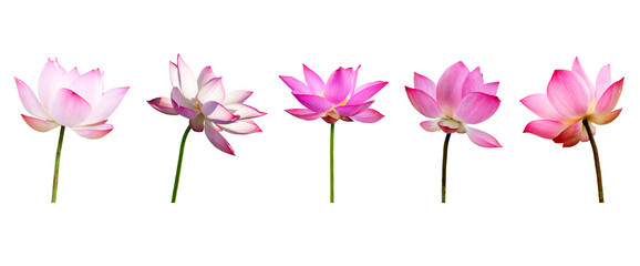 Pink Lotus flower collections isolated on white background. Nature concept For advertising design and assembly. File contains with clipping path so easy to work.