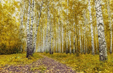 Schilderijen op glas Autumn birch forest with yellow leaves. © kobzev3179