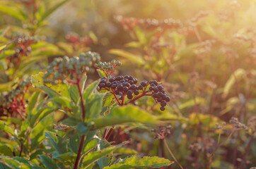 Elderberry. View of a bunch of black wild elderberries over green leaves. Autumn forest, soft focus, medicinal plant.
