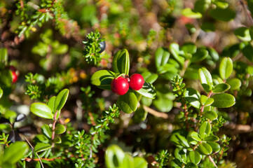 Lingonberry leaves. Beautiful background with green leaves of lingonberry. Lingonberries forest. Cowberry leaves. red lingonberry.